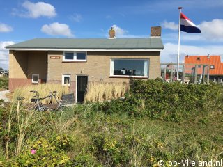 Kapmeeuw, Strand auf Vlieland