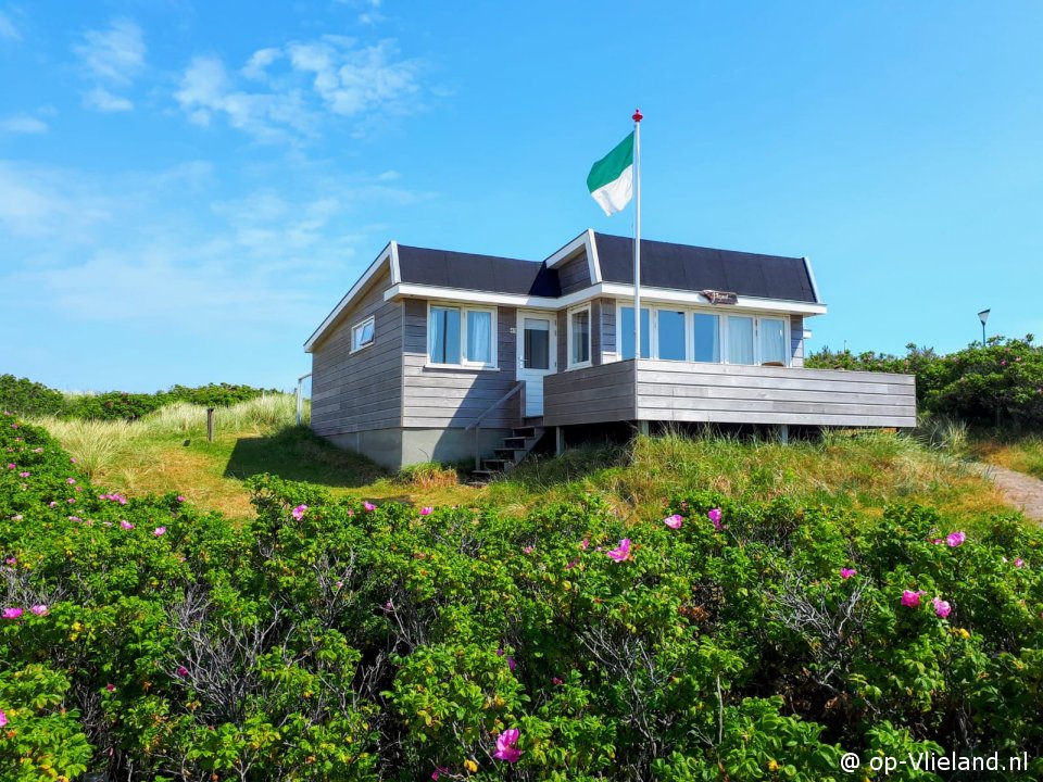 Fazant, Kultur auf Vlieland