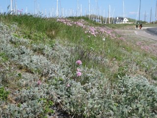 Frühling auf Vlieland