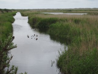 Frühling auf Vlieland