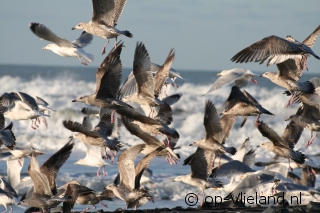 Ein frischer Wind auf Vlieland